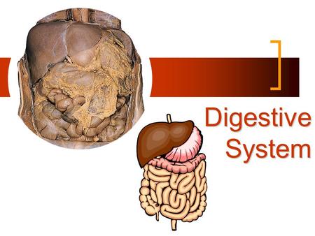 Digestive System MAIN FUNCTION: break food down into small enough pieces (nutrients) Nutrients diffuse into blood and cells.