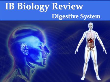 IB Biology Review Digestive System. What are the components of the human digestive system? Mouth Salivary glands Esophagus Stomach Small intestine Liver.