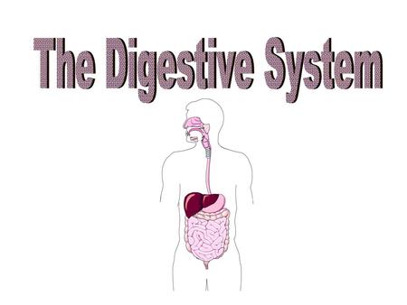 DIGESTION The process of changing complex solid foods into simpler soluble forms which can be absorbed by body cells.