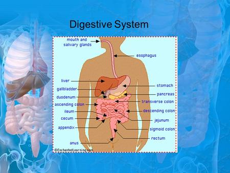 Digestive System. What does the Digestive System Do? Function: To break down food, absorb nutrients, and get rid of solid food and waste 2 types of digestion: