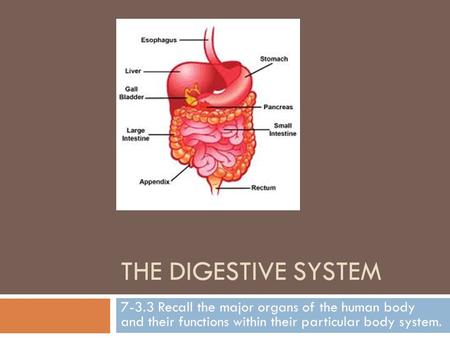 THE DIGESTIVE SYSTEM 7-3.3 Recall the major organs of the human body and their functions within their particular body system.