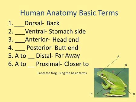 Human Anatomy Basic Terms 1.___Dorsal- 2. ___Ventral- 3. ___Anterior- 4. ___ Posterior- 5. A to __ Distal- 6. A to __ Proximal- Label the frog using the.