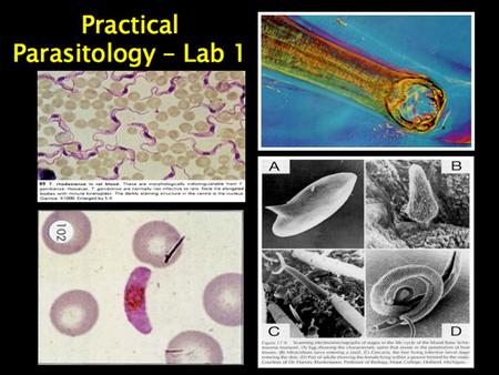 Parasitology can be classified to