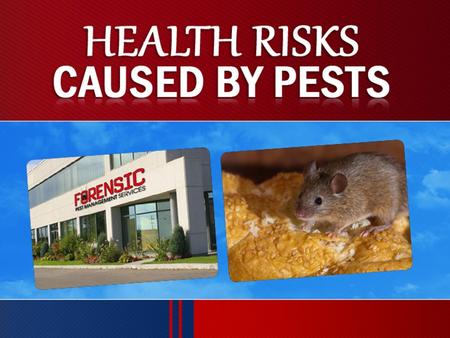 RODENTS Rodents spread disease directly as well as indirectly. They can enter your premises through any type of opening. The disease spread by rodents.
