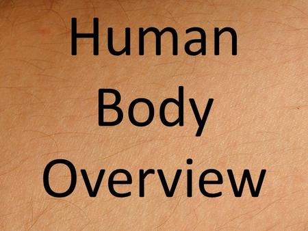 Human Body Overview. Review The human body is made up of several organ systems that all work together as a unit to make sure the body keeps functioning.