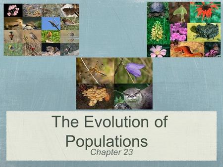 Chapter 23 The Evolution of Populations. Natural selection acts on individuals But remember individuals do not evolve Yet populations do evolve (over.