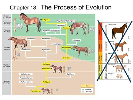 Chapter 18 - The Process of Evolution. 18.1 MICROEVOLUTION Population -- all the members of a single species Population genetics – studies variations.