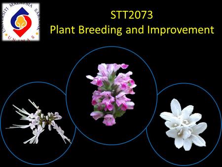STT2073 Plant Breeding and Improvement. Quality vs Quantity Quality: Appearance of fruit/plant/seed – size, colour – flavour, taste, texture – shelflife.