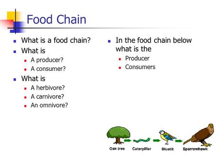 Food Chain What is a food chain? What is