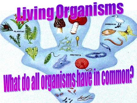 Organisms The six characteristics common to living organisms:  Living things are made of cells.  Living things obtain and use energy.  Living things.