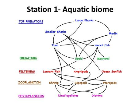 Station 1- Aquatic biome