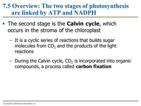 7.5 Overview: The two stages of photosynthesis are linked by ATP and NADPH  The second stage is the Calvin cycle, which occurs in the stroma of the chloroplast.