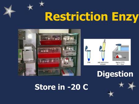 Restriction Enzyme Store in -20 C Digestion. Restriction Enzyme Buffer NaCl or KCl, TrisHCl, MgCl 2, DTT Different salt: varied activity Buffer supplied.