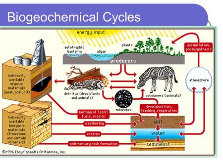Biogeochemical Cycles. Ecosystem defined: a community of organisms and it’s corresponding abiotic environment through which matter cycles and energy flows.