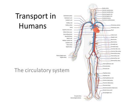 Transport in Humans The circulatory system. Specification (2.49-2.59) 2.49understand why simple, unicellular organisms can rely on diffusion for movement.