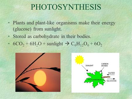 PHOTOSYNTHESIS Plants and plant-like organisms make their energy (glucose) from sunlight. Stored as carbohydrate in their bodies. 6CO 2 + 6H 2 O + sunlight.