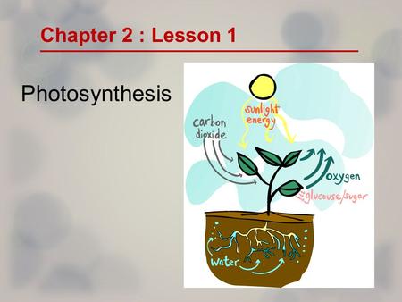 Chapter 2 : Lesson 1 Photosynthesis.