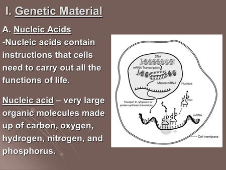 I. Genetic Material A. Nucleic Acids -Nucleic acids contain instructions that cells need to carry out all the functions of life. Nucleic acid – very large.