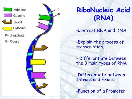 RiboNucleic Acid (RNA) -Contrast RNA and DNA. -Explain the process of transcription. - Differentiate between the 3 main types of RNA -Differentiate between.