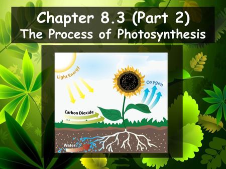 Chapter 8.3 (Part 2) The Process of Photosynthesis.