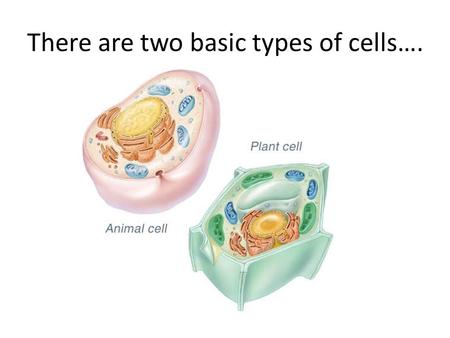 There are two basic types of cells….. PLANT CELLS.