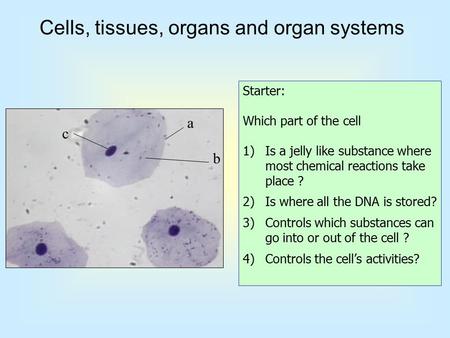Cells, tissues, organs and organ systems a b c Starter: Which part of the cell 1)Is a jelly like substance where most chemical reactions take place ?
