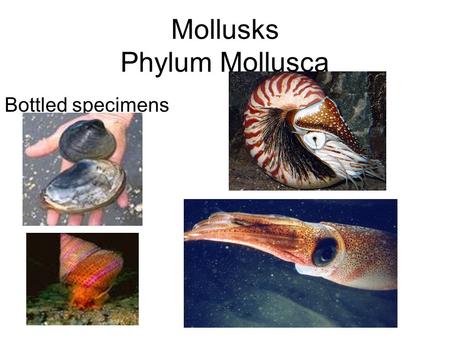 Mollusks Phylum Mollusca Bottled specimens. Kingdom: Animalia Phylum: Mollusca Class :