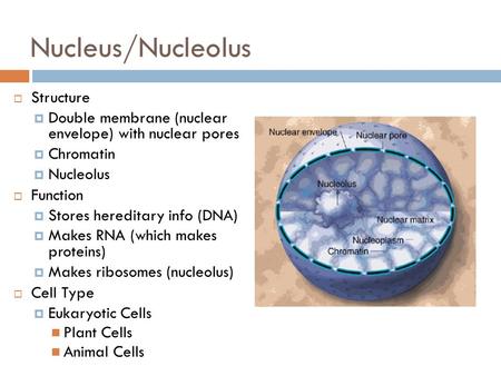 Nucleus/Nucleolus  Structure  Double membrane (nuclear envelope) with nuclear pores  Chromatin  Nucleolus  Function  Stores hereditary info (DNA)