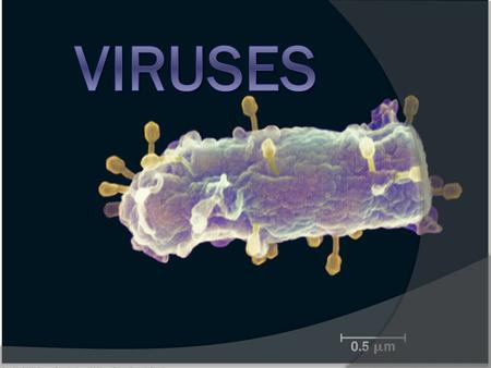 Pre-quiz  1. Why did it take so long to discover viruses?  2. Of what are viruses made?  3. What assists viruses in infecting foreign Cells?  4. Are.