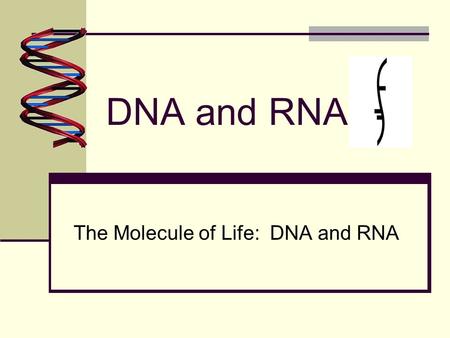 DNA and RNA The Molecule of Life: DNA and RNA. DNA vs. RNA Summary DNARNA By comparison they both have: Sugar phosphate background Nitrogenous bases By.