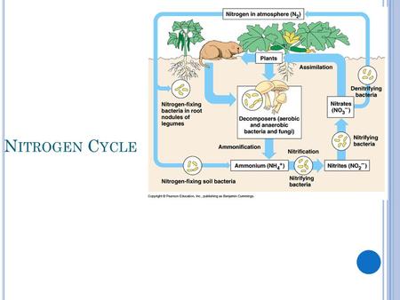 N ITROGEN C YCLE. N ITROGEN IS IN THE AIR. H OW DOES IT GET TO OTHER PLACES ? Lightning can fix nitrogen into the soil Bacteria can fix nitrogen into.