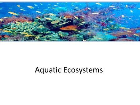 Aquatic Ecosystems. Marine Ecosystem The Ocean can be divided into zones Intertidal zone – strip of land between high and low tide lines (changes in moisture,