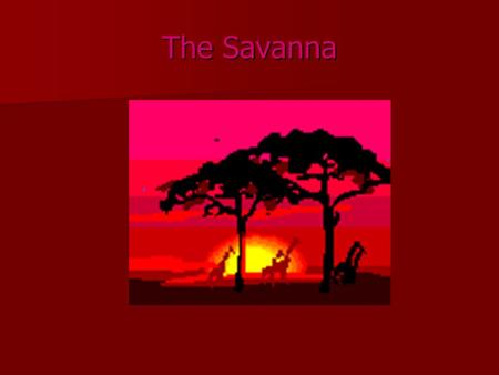 The Savanna. Average Rainfall The average rainfall for the Savanna is 20 to 47 inches per year.