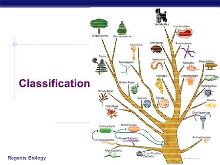 Regents Biology 2006-2007 Classification. Regents Biology Classification  System to organize all living creatures  plants  animals  microbes  etc.