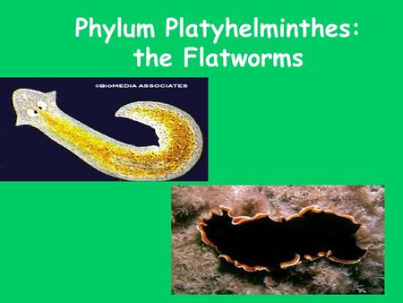 Phylum Platyhelminthes: the Flatworms