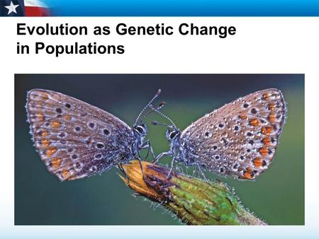 Evolution as Genetic Change in Populations. Learning Objectives  Explain how natural selection affects single-gene and polygenic traits.  Describe genetic.