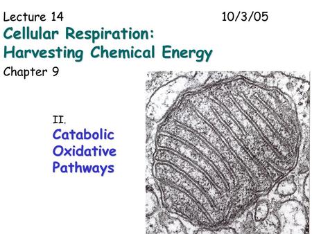 1 Lecture 1410/3/05 Cellular Respiration: Harvesting Chemical Energy Chapter 9 II.CatabolicOxidativePathways.
