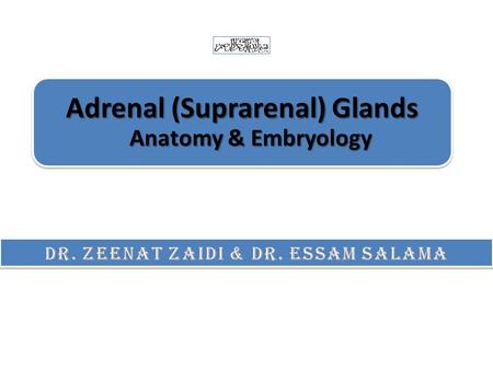Adrenal (Suprarenal) Glands Anatomy & Embryology