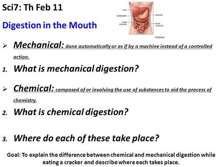 Goal: To explain the difference between chemical and mechanical digestion while eating a cracker and describe where each takes place. Sci7: Th Feb 11 In.