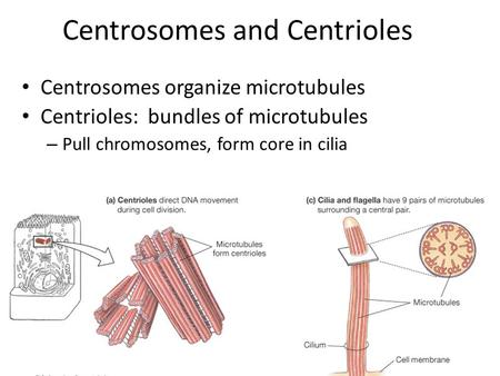 Centrosomes organize microtubules Centrioles: bundles of microtubules – Pull chromosomes, form core in cilia Centrosomes and Centrioles.