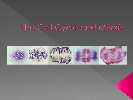  Understand why cells divide  Describe the events of the cell cycle  Draw diagrams representing the stages of the cell cycle.