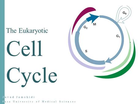 Javad Jamshidi Fasa University of Medical Sciences The Eukaryotic Cell Cycle.