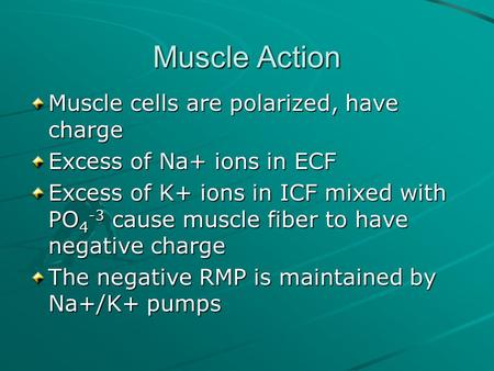 Muscle Action Muscle cells are polarized, have charge Excess of Na+ ions in ECF Excess of K+ ions in ICF mixed with PO 4 -3 cause muscle fiber to have.