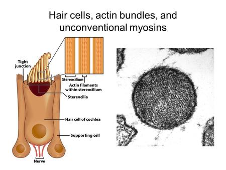 Hair cells, actin bundles, and unconventional myosins.