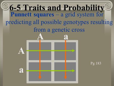 6-5 Traits and Probability Punnett squares – a grid system for predicting all possible genotypes resulting from a genetic cross A Aa a Pg 183.