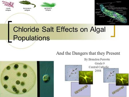 Chloride Salt Effects on Algal Populations And the Dangers that they Present By:Brandon Perrotte Grade 9 Central Catholic 2008.