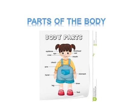 Body Systems All the parts of your body are composed of individual units called cells. Examples are muscle, nerve, skin (epithelial), and bone cells.
