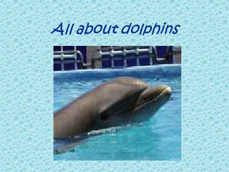 All about dolphins. Dolphins relatives They are sea mammals. There are forty (40) kinds of different dolphins. The largest whale is killer whale. This.