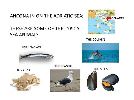 ANCONA IN ON THE ADRIATIC SEA; THESE ARE SOME OF THE TYPICAL SEA ANIMALS THE MUSSEL THE ANCHOVY THE DOLPHIN THE SEAGULL THE CRAB.