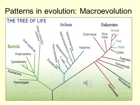 Patterns in evolution: Macroevolution. 6 themes in evolution ExtinctionAdaptive radiation Convergent evolutionCoevolution Punctuated equilibrium Developmental.